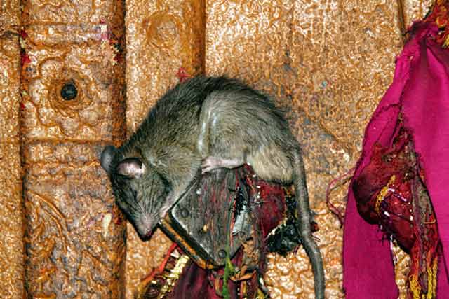 Karni Mata Temple